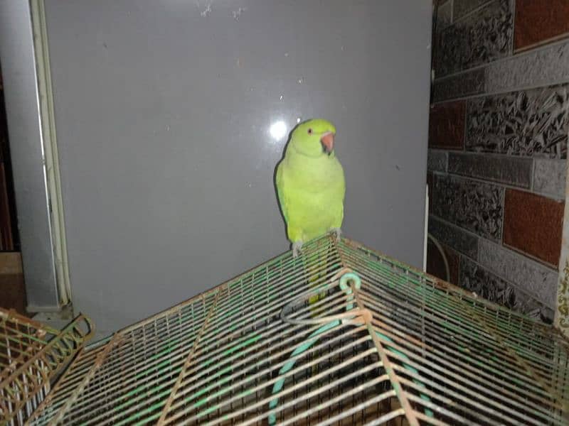 sale Ring Neck parrot 2 Female and 1 male 4