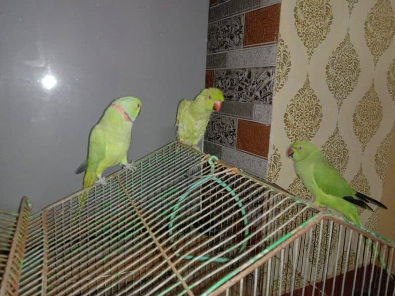 sale Ring Neck parrot 2 Female and 1 male 5