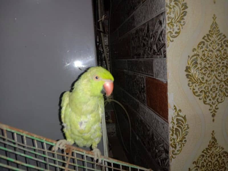 sale Ring Neck parrot 2 Female and 1 male 6