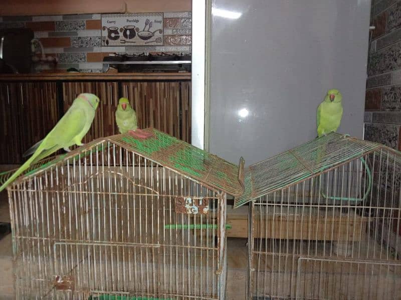 sale Ring Neck parrot 2 Female and 1 male 7