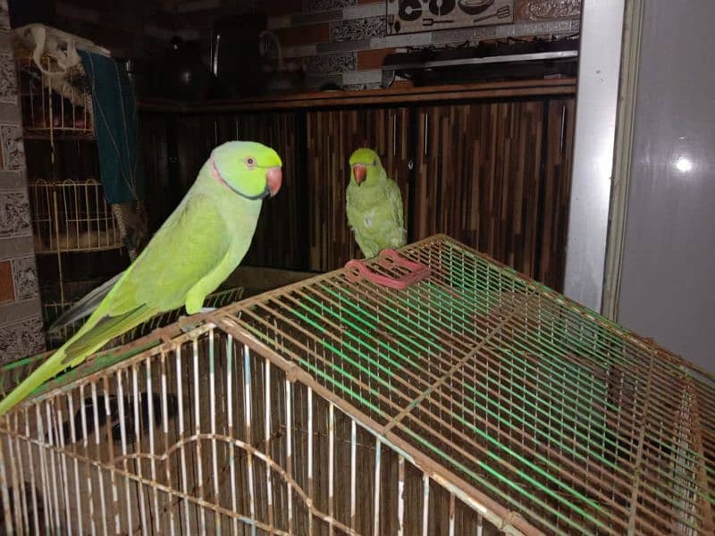 sale Ring Neck parrot 2 Female and 1 male 8