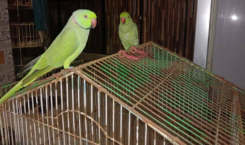 sale Ring Neck parrot 2 Female and 1 male 9