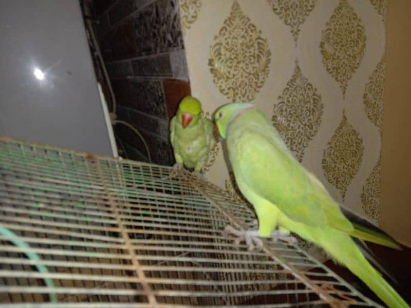 sale Ring Neck parrot 2 Female and 1 male 10