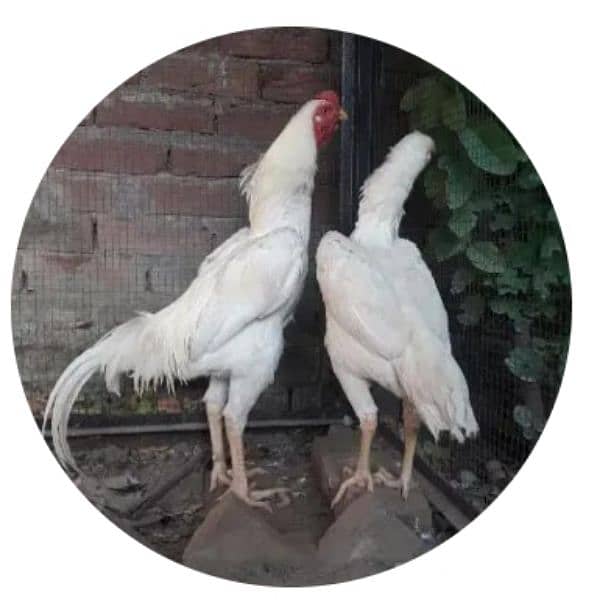 shamo eggs and chicks available 0