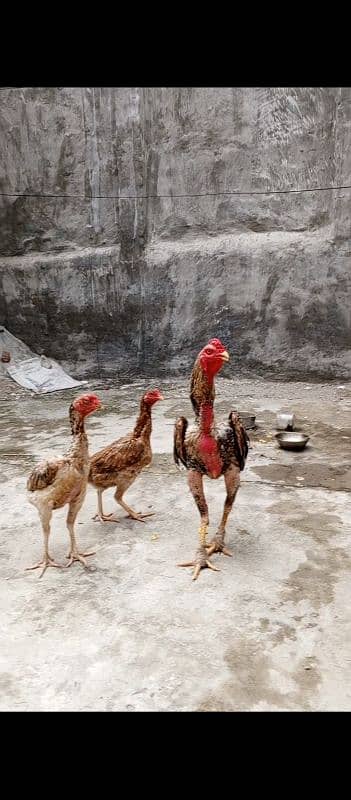 shamo eggs and chicks available 4