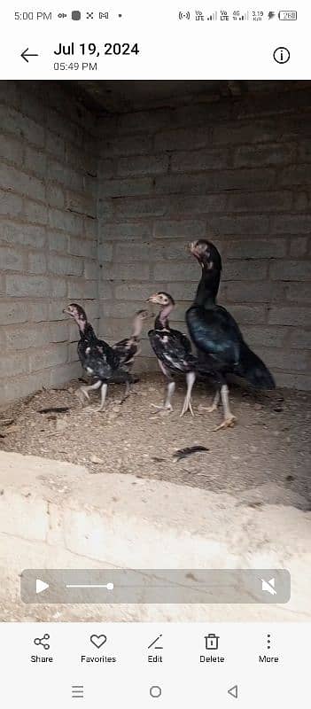 shamo eggs and chicks available 7