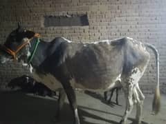 beautiful ghaban cow for sale