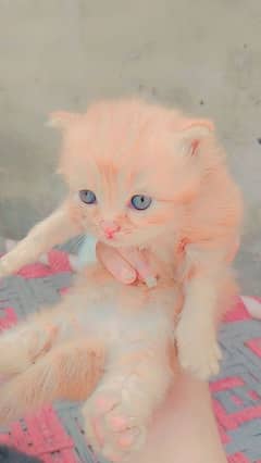 Persian cats kitten read ad first