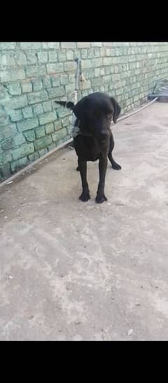 Labrador female for sale