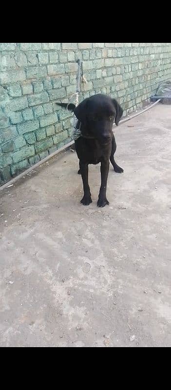 Labrador female for sale 0