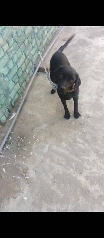 Labrador female for sale 1