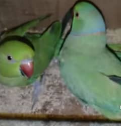 ringneck breeder pair