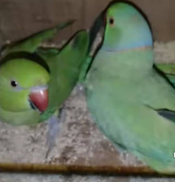 ringneck breeder pair 0