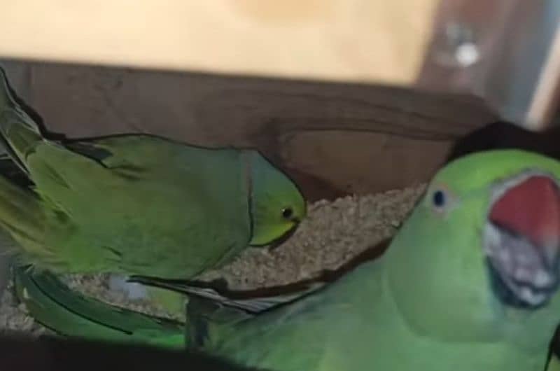 ringneck breeder pair 1