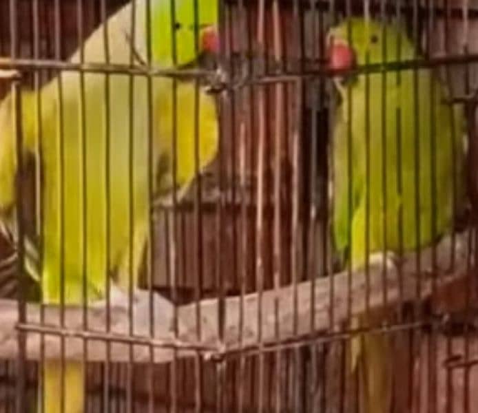 ringneck breeder pair 4