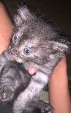 Persian kitten urgent sale