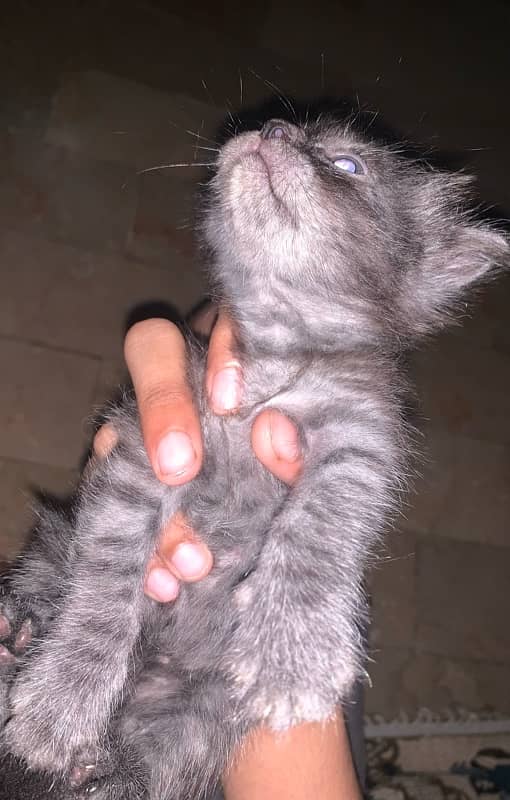 Persian kitten urgent sale 1