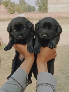 Labrador Pups for sale