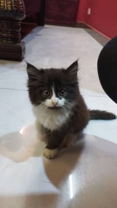 Persian Kitten