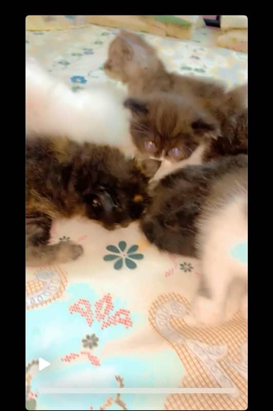 Persian kitten urgent sale 2