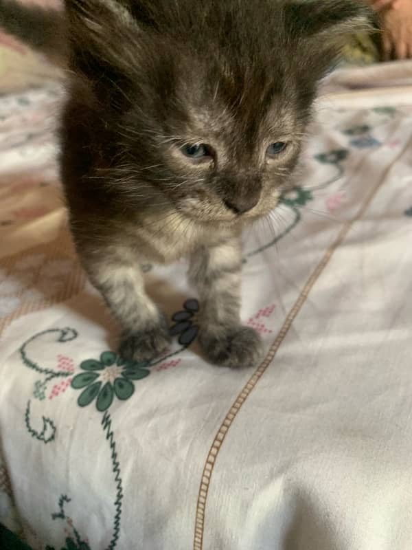 Persian kitten urgent sale 4