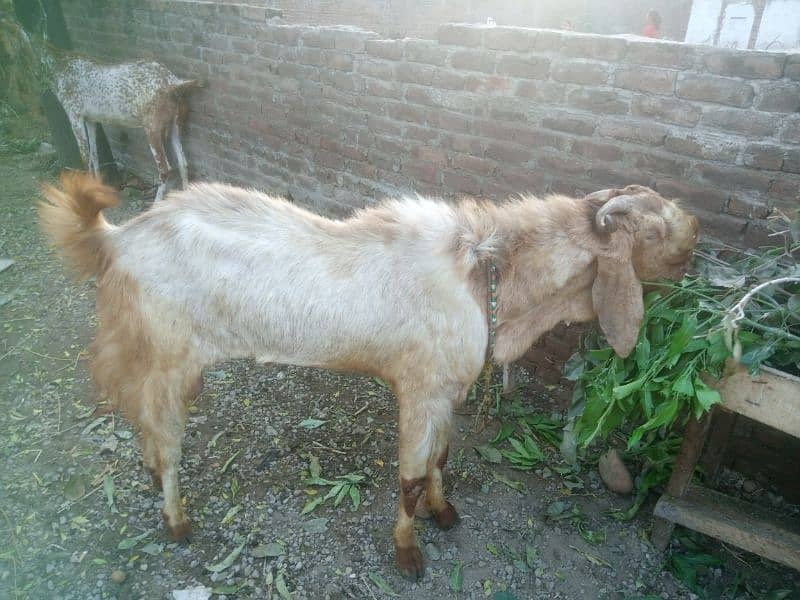 goat male 3