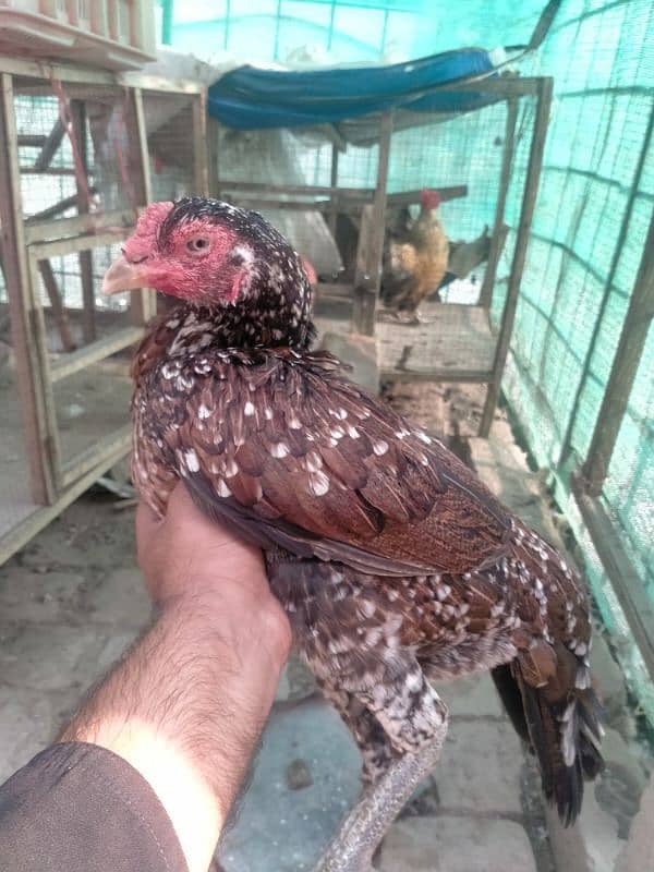 aseel vatenam and lomanbrown egg laying for sale 0