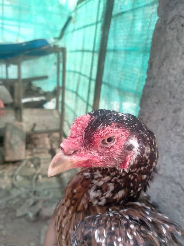 aseel vatenam and lomanbrown egg laying for sale 1