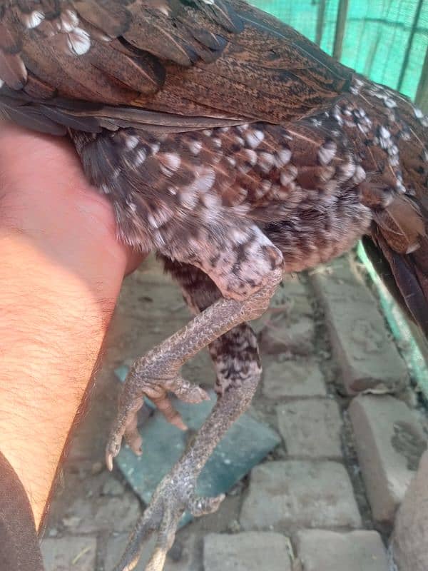 aseel vatenam and lomanbrown egg laying for sale 2