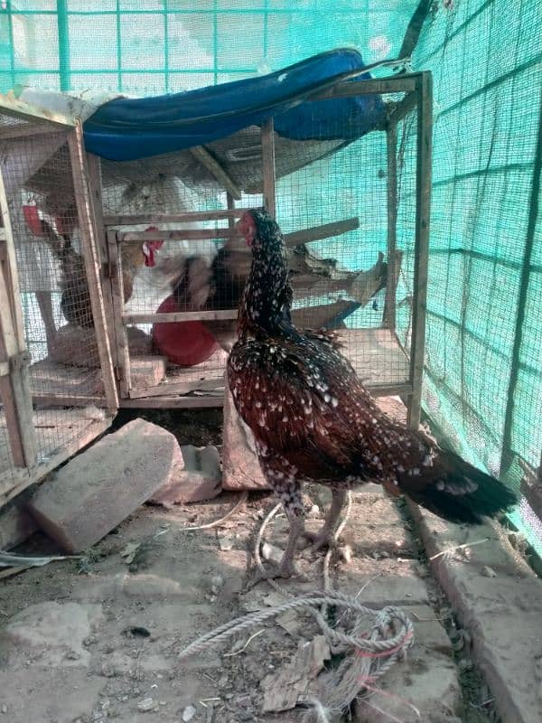 aseel vatenam and lomanbrown egg laying for sale 3