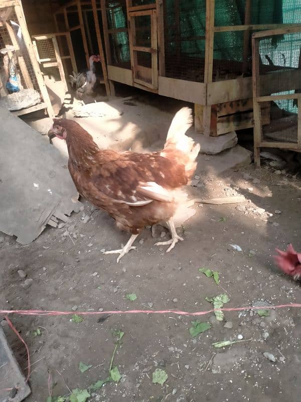 aseel vatenam and lomanbrown egg laying for sale 4