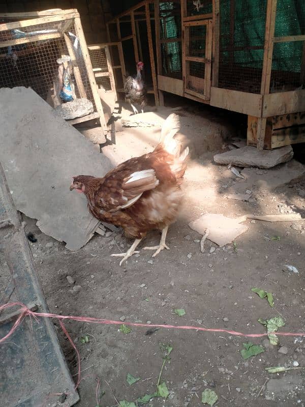 aseel vatenam and lomanbrown egg laying for sale 5