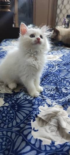 Persian kittens/white kitten/ fmale kitten