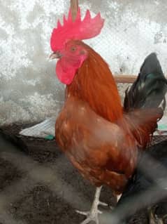 exchange possible with female hens