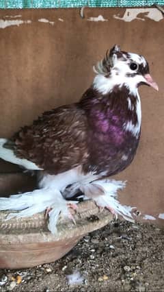 Fancy pigeon pair