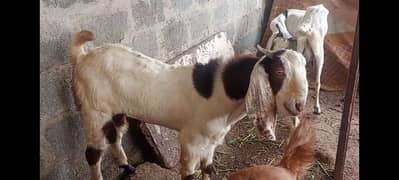 Bakra