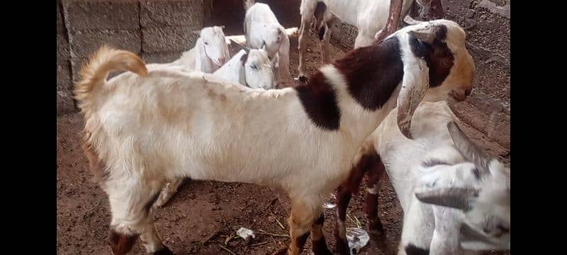 Bakra 1