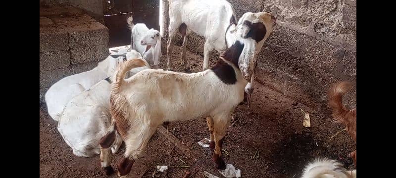 Bakra 2