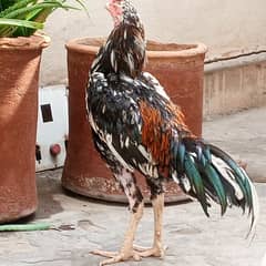 Aseel Hen pathay Exchange other birds and  for sale