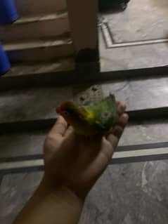 lovebird for sale and hand tame fisher female