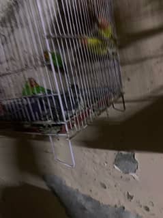 lovebird for sale and hand tame fisher female