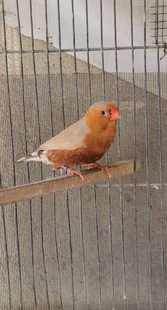 full orange finch