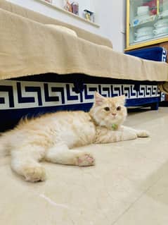 Persian Cat  yellow eyes Tripal cot