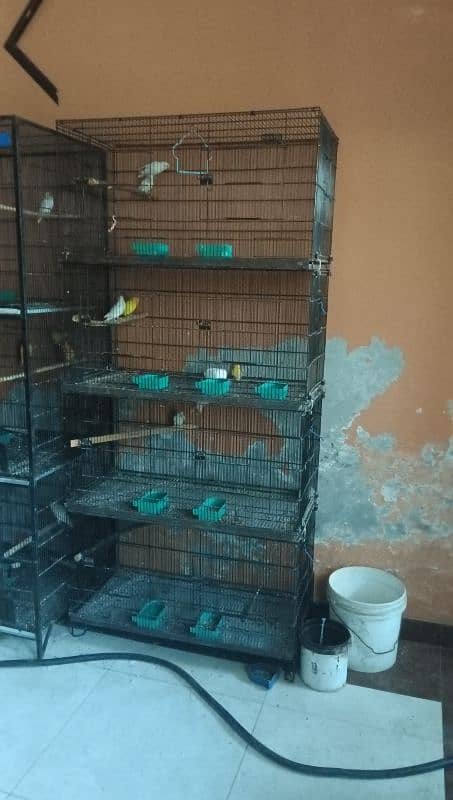 lovebird birds parrotused cages available. pinjra 5