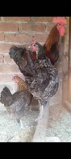 Desi Egg laying hen