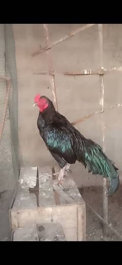 meianwali cross Thai mushka breadar male for sale