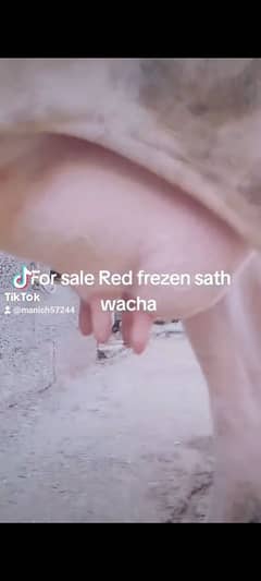 Red frezen sath wacha milk 12kg local khorak pay gar ki pali third sua