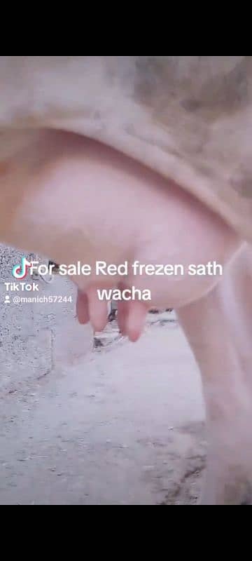 Red frezen sath wacha milk 12kg local khorak pay gar ki pali third sua 0