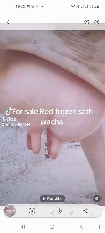 Red frezen sath wacha milk 12kg local khorak pay gar ki pali third sua 1