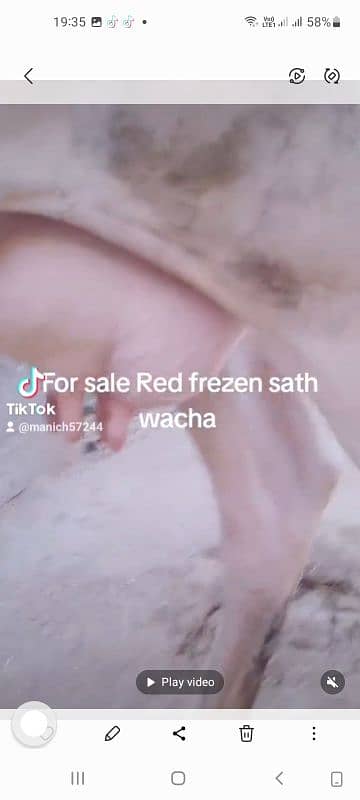 Red frezen sath wacha milk 12kg local khorak pay gar ki pali third sua 2